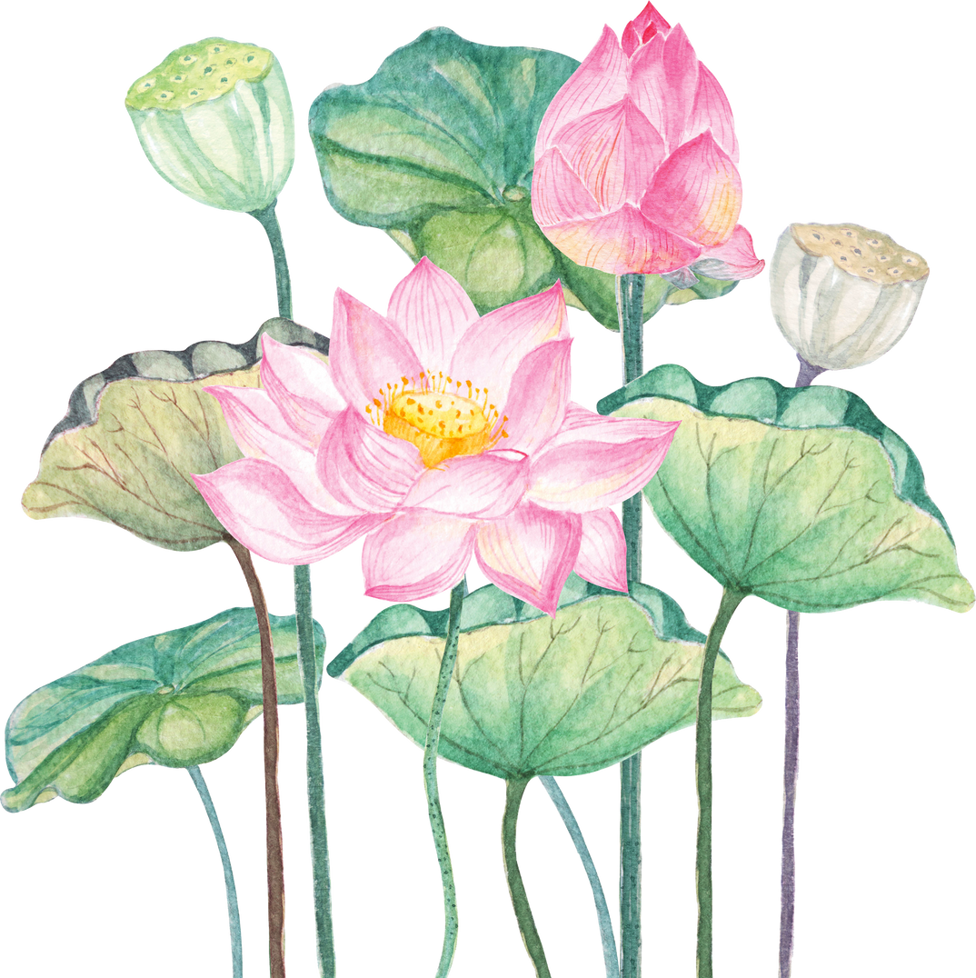 Pink Lotus Flowers Watercolor Painting